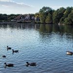 A photograph of Thatcham Discovery Centre Lake with a group of ducks swimming in the foreground