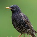 A blackbird