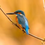 A photo of a bright blue kingfisher against a yellow and gold background