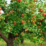An green tree bearing red apples