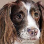 A realistic painting of a springer spaniel