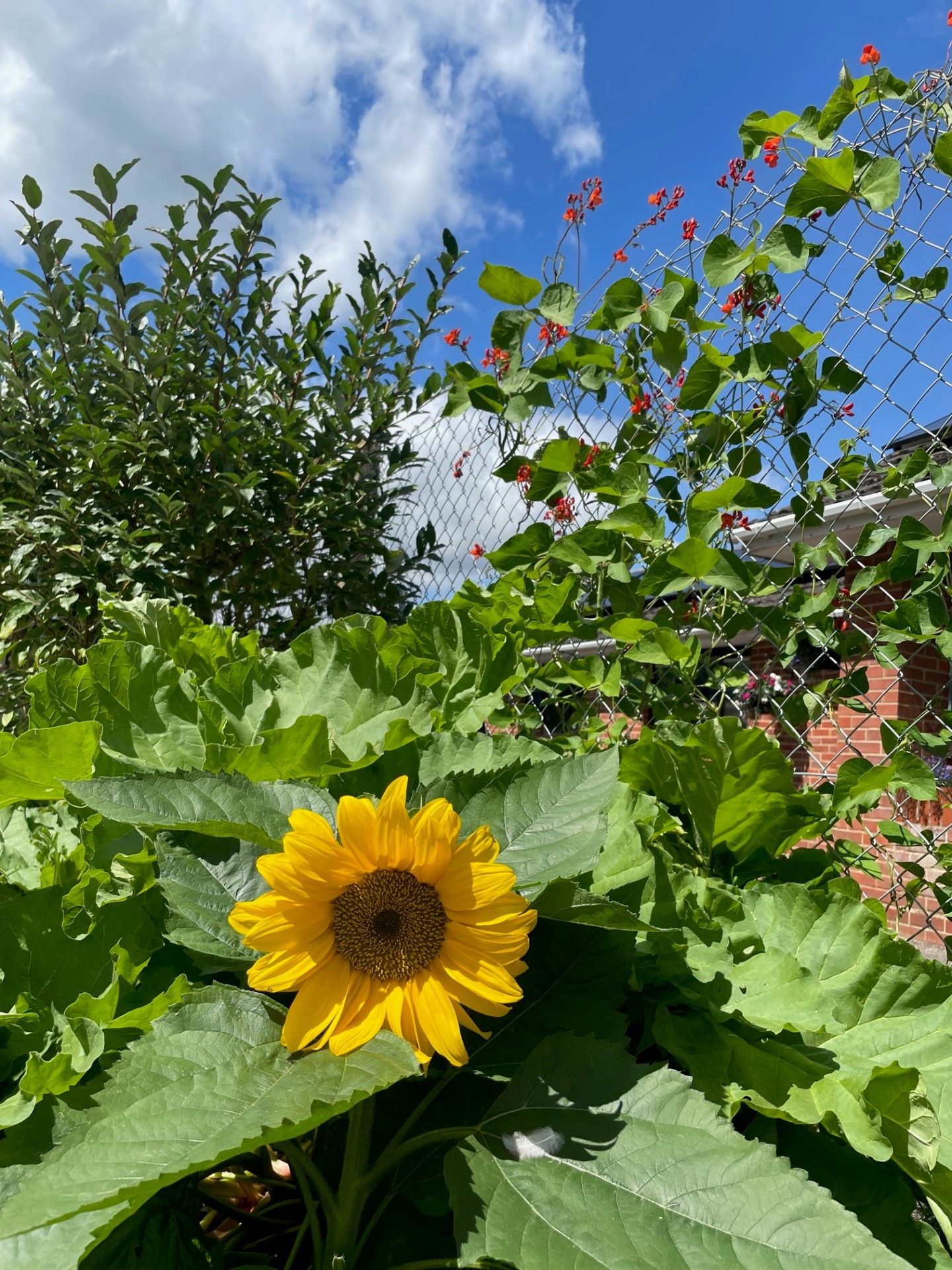 Jubilee Sensory Garden