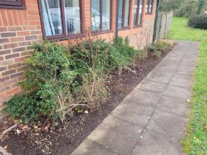 New hedging around Frank Hutchings Community Hall