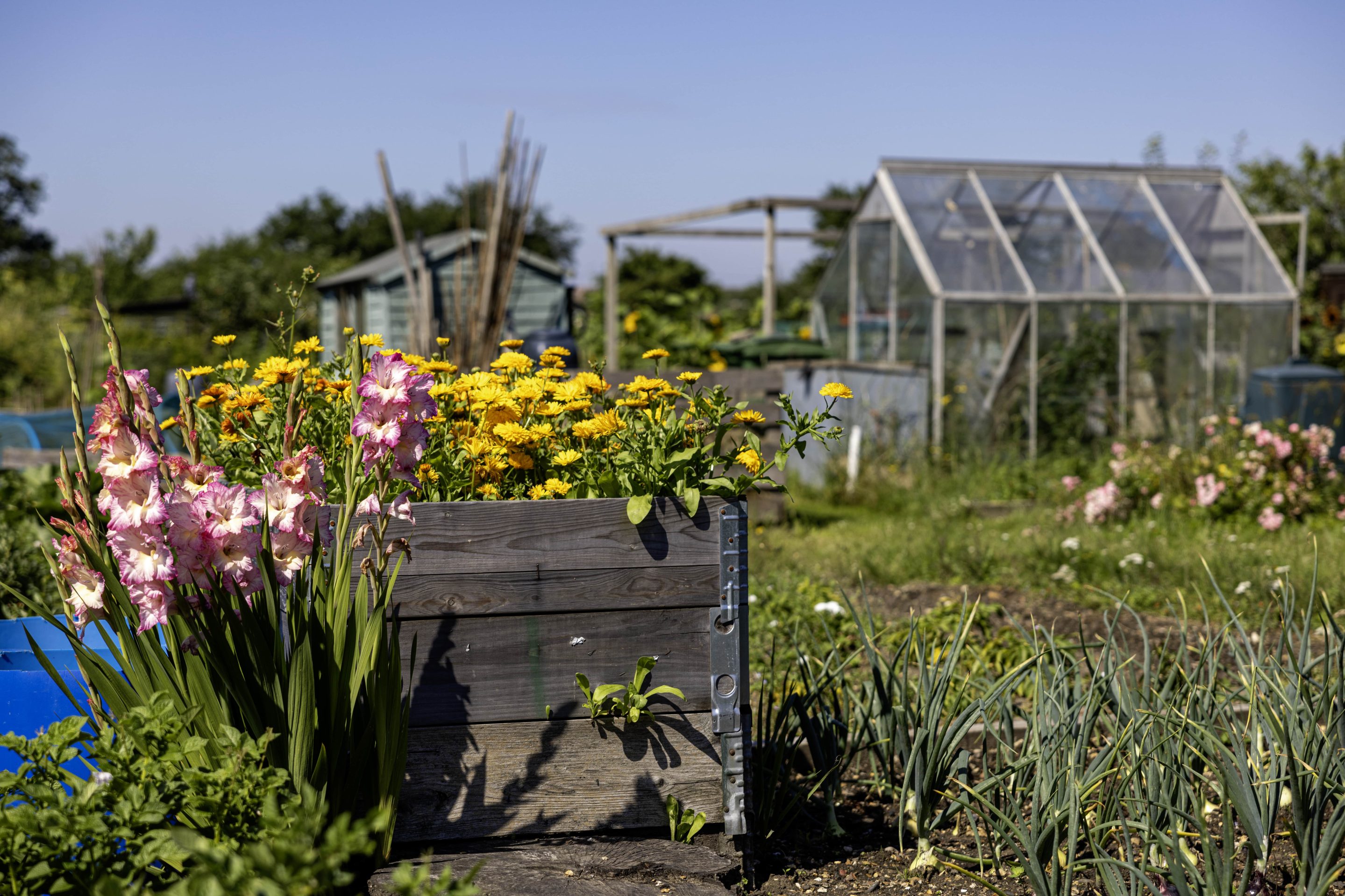 London Road Allotments